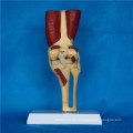 Anatomía de la articulación de la rodilla humana modelo de anatomía médica para la enseñanza (R040105)